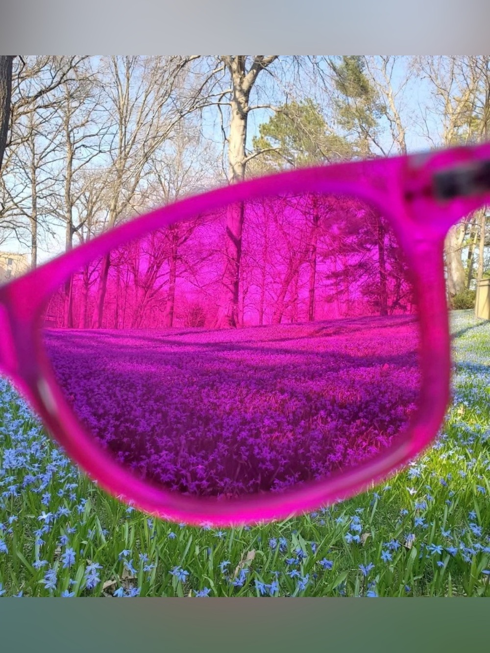 Rainbow OPTX Magenta translucent Sunglasses NEW - Picture 2 of 11
